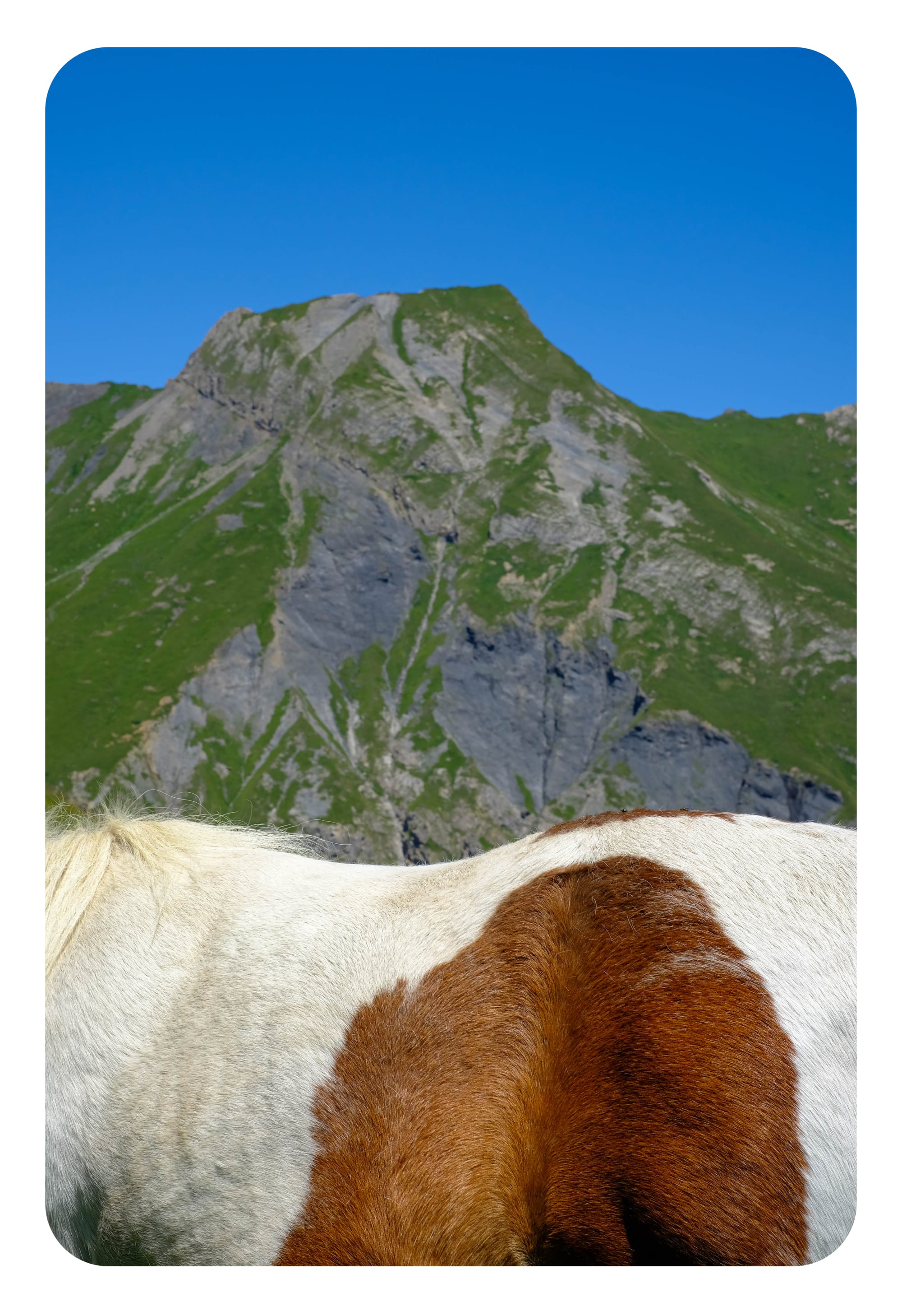 greetings from the alps