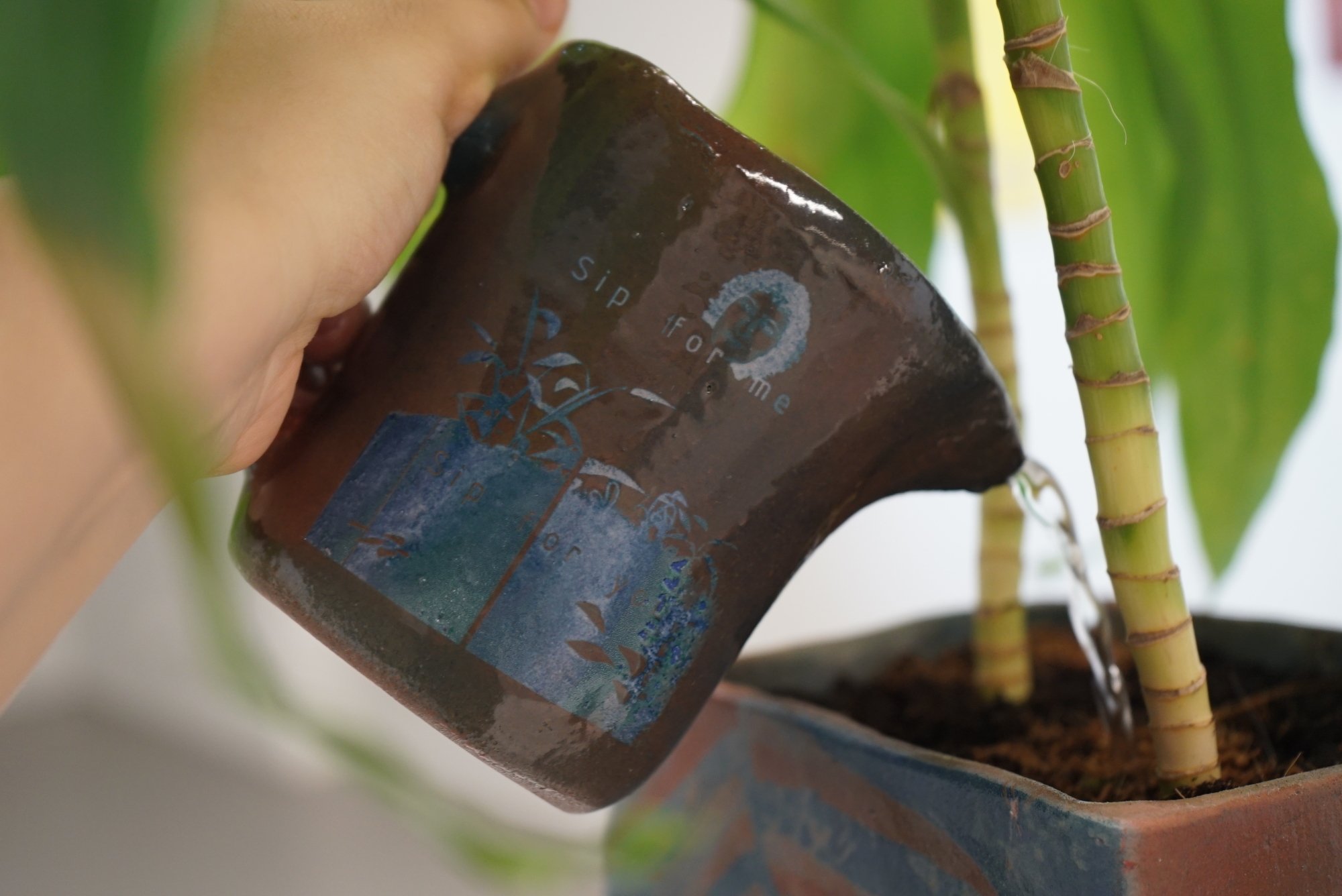 Apologizing Over and Over: Botanical Intervention