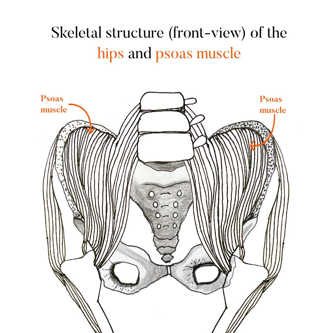 PsoasMuscle+Pelvis.jpg PsoasMuscle+Pelvis.jpg