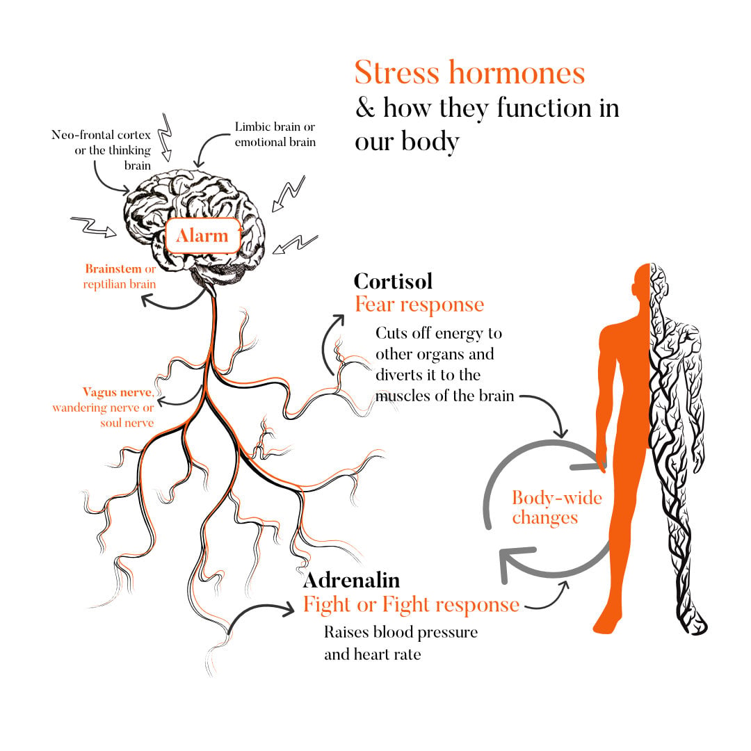 Stress_Hormones.jpg Stress_Hormones.jpg