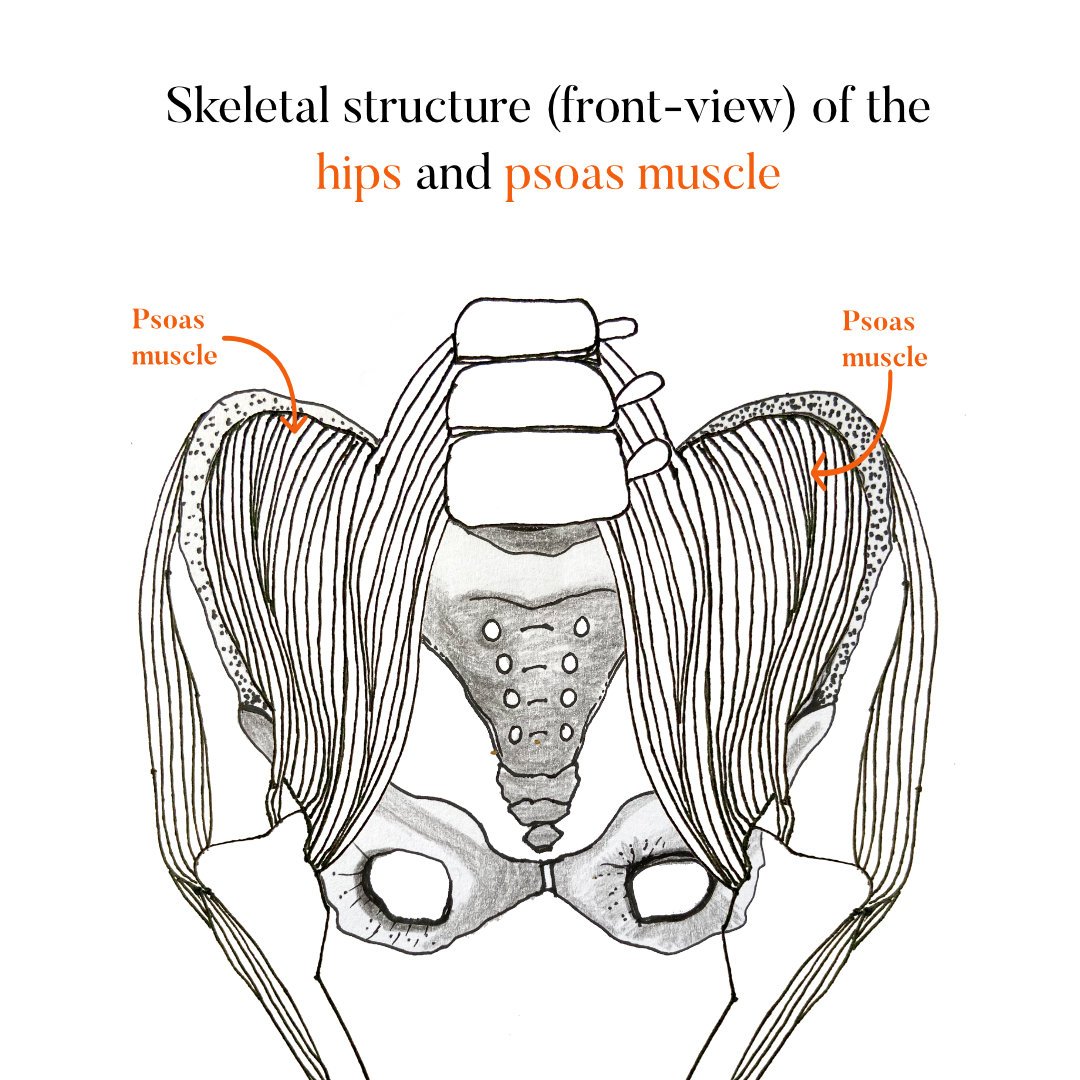 PsoasMuscle+Pelvis.jpg PsoasMuscle+Pelvis.jpg