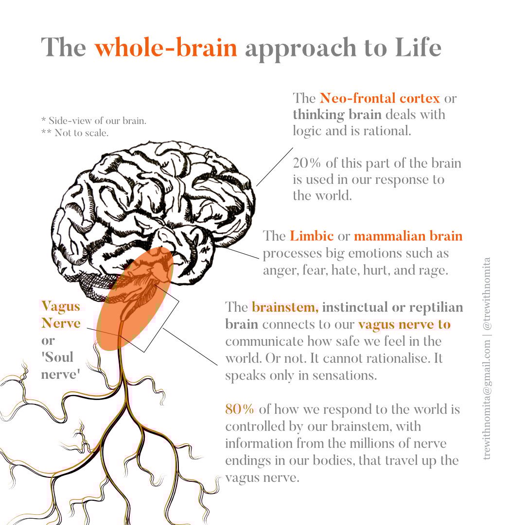 WholeBrain_Life.jpg WholeBrain_Life.jpg