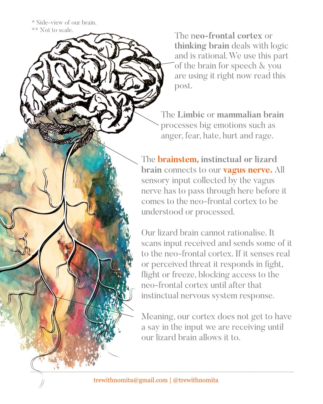 02HowtheBrainStemWorks.jpg 02HowtheBrainStemWorks.jpg